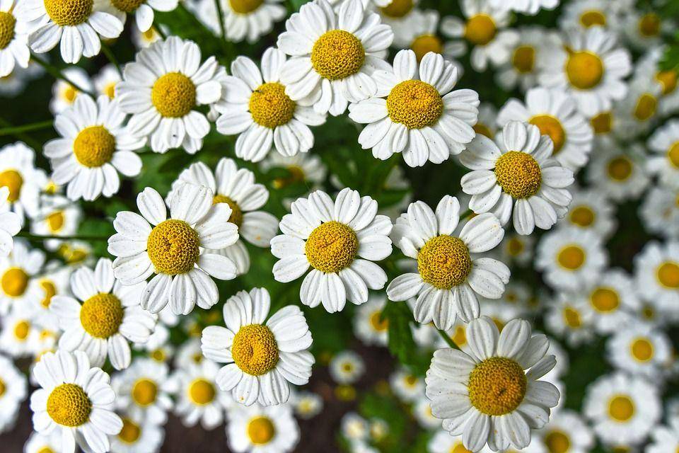 Pixabay.com/MabelAmber