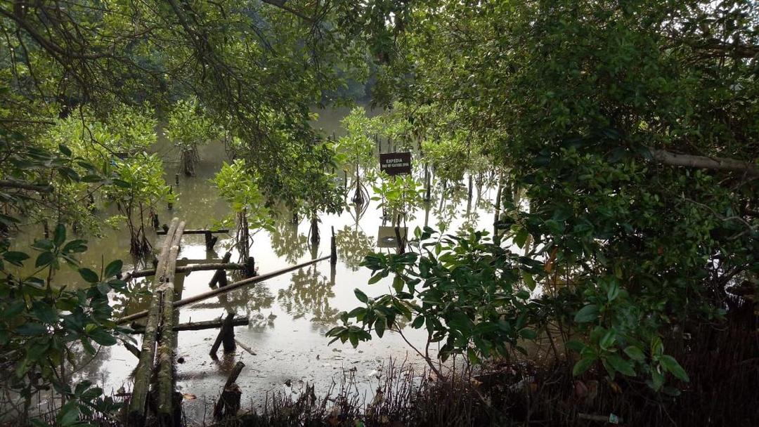 Bertaruh Nyawa Demi Kelestarian Mangrove di Utara Jakarta
