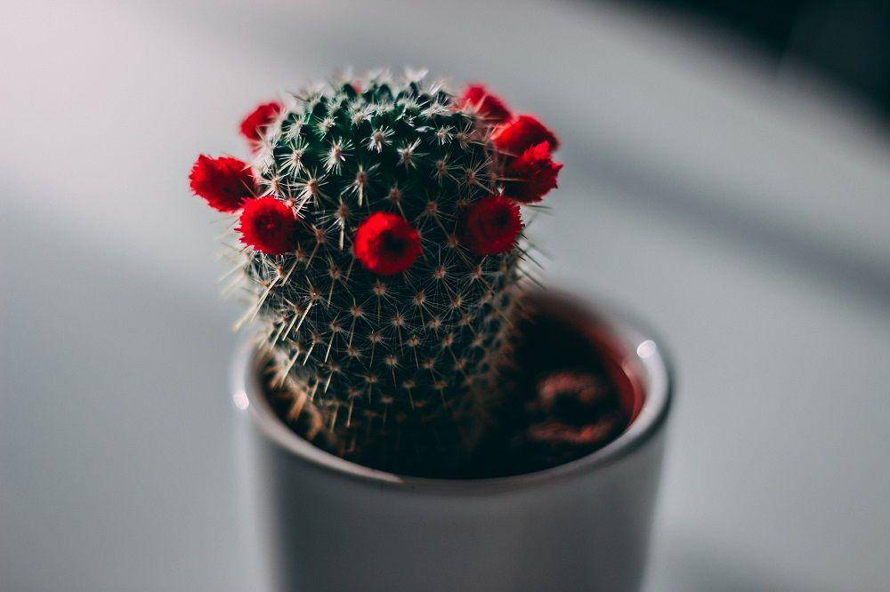 Photo by Rares C. on Unsplash