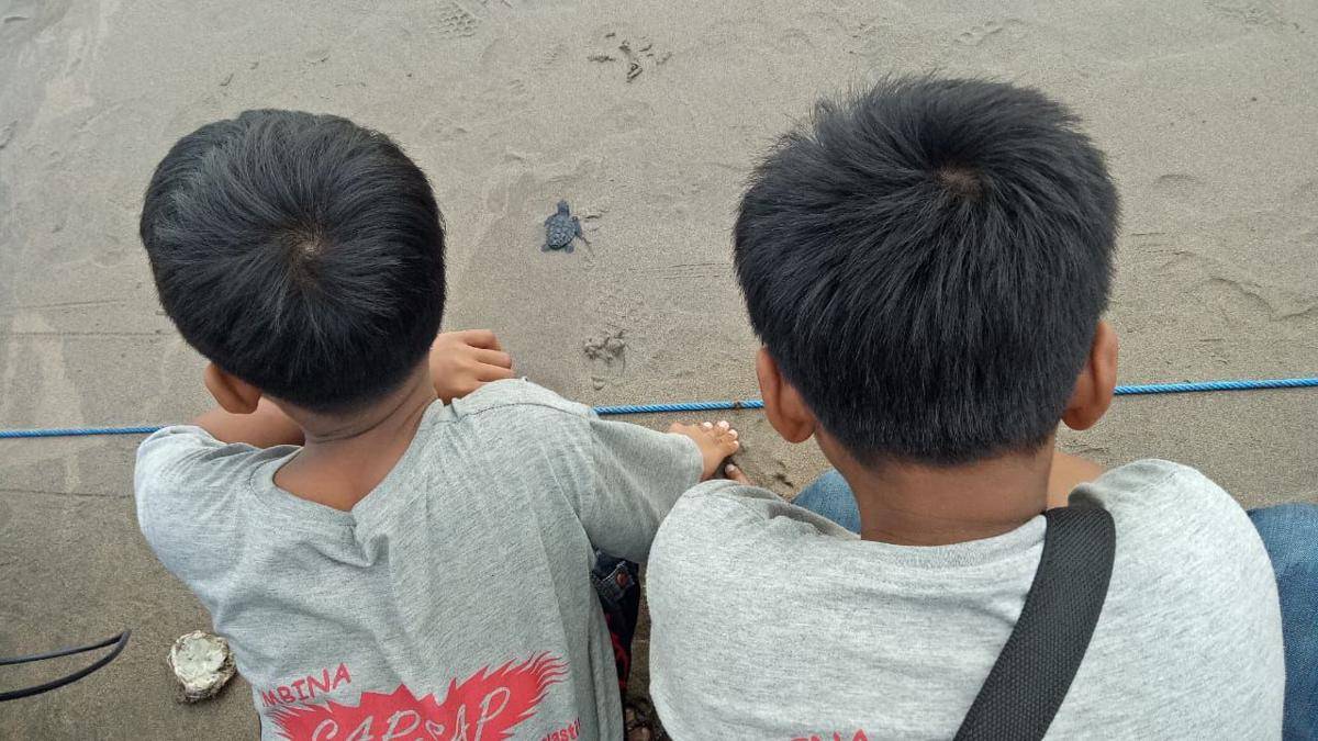 Begini Fakta Penyu yang Jarang Diketahui Orang