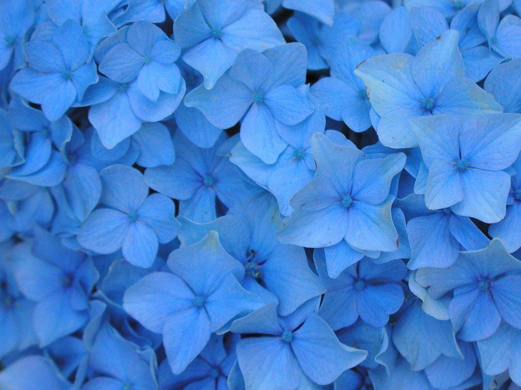 wallpaper-gallery.net
