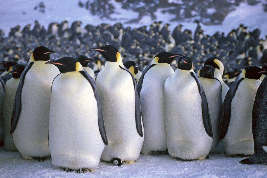 Twitter.com/Penguin_Daily