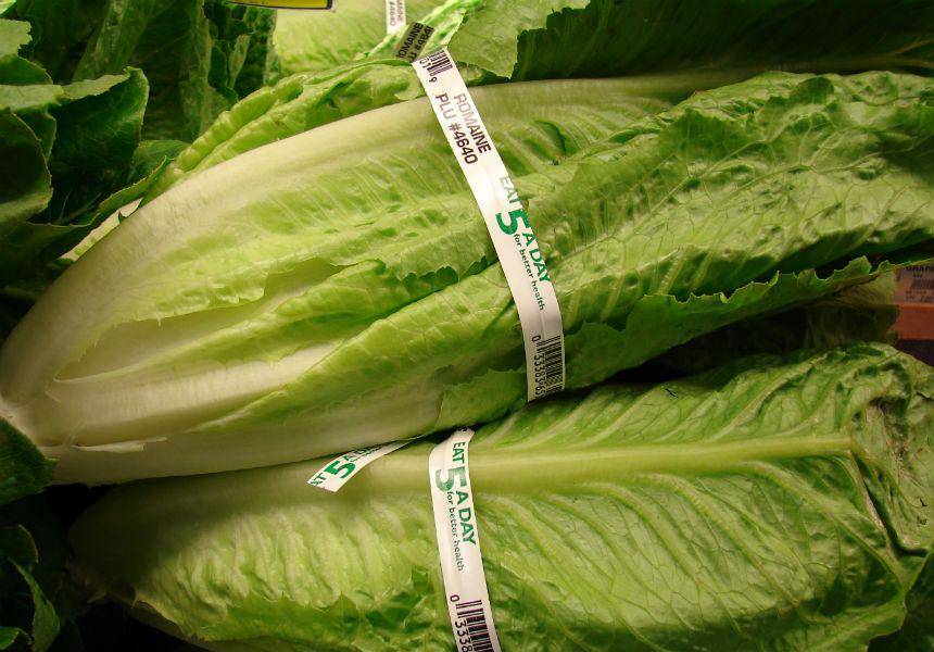 Selada jenis romaine (Wikimedia.org/ Forest & Kim Starr)