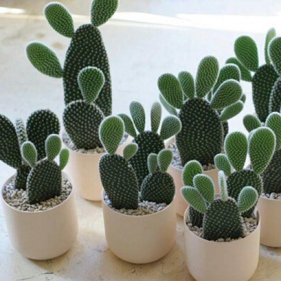 instagram.com/thesucculentsource