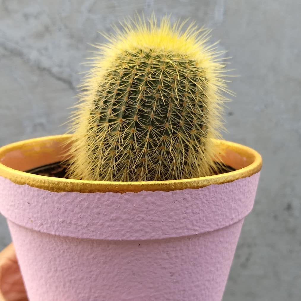 instagram.com/green.army_elacactuszone