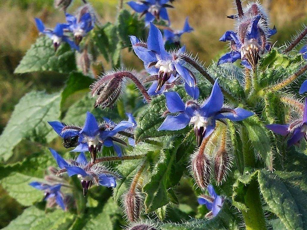 herbal-supplement-resource.com