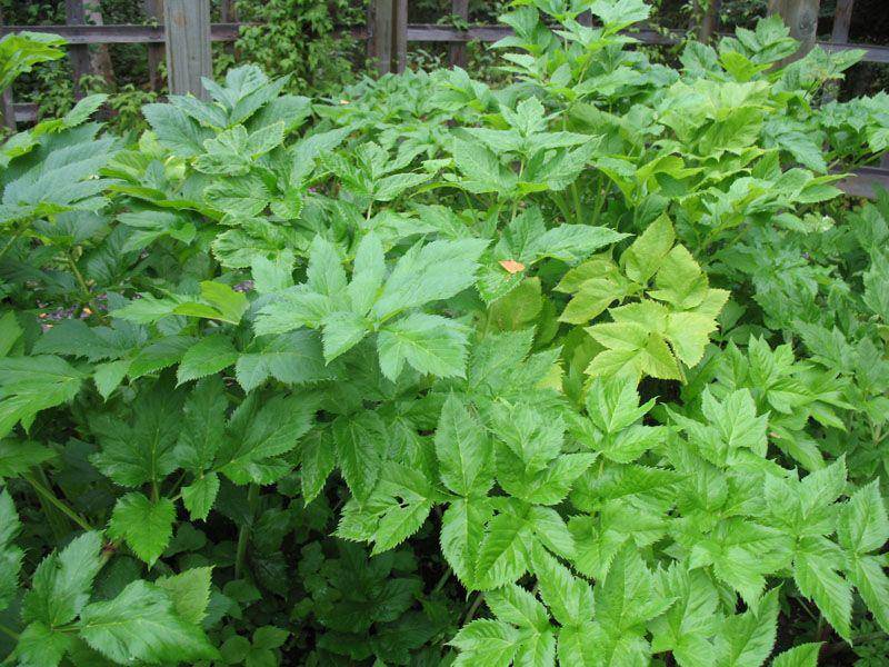 onlineplantguide.com