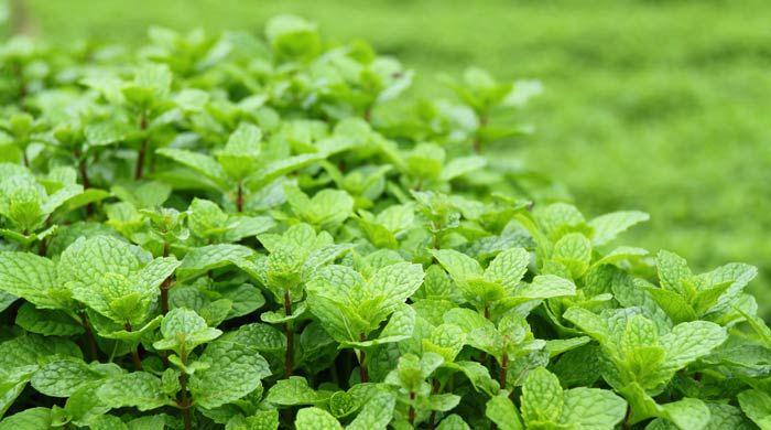 indigo-herbs.co.uk