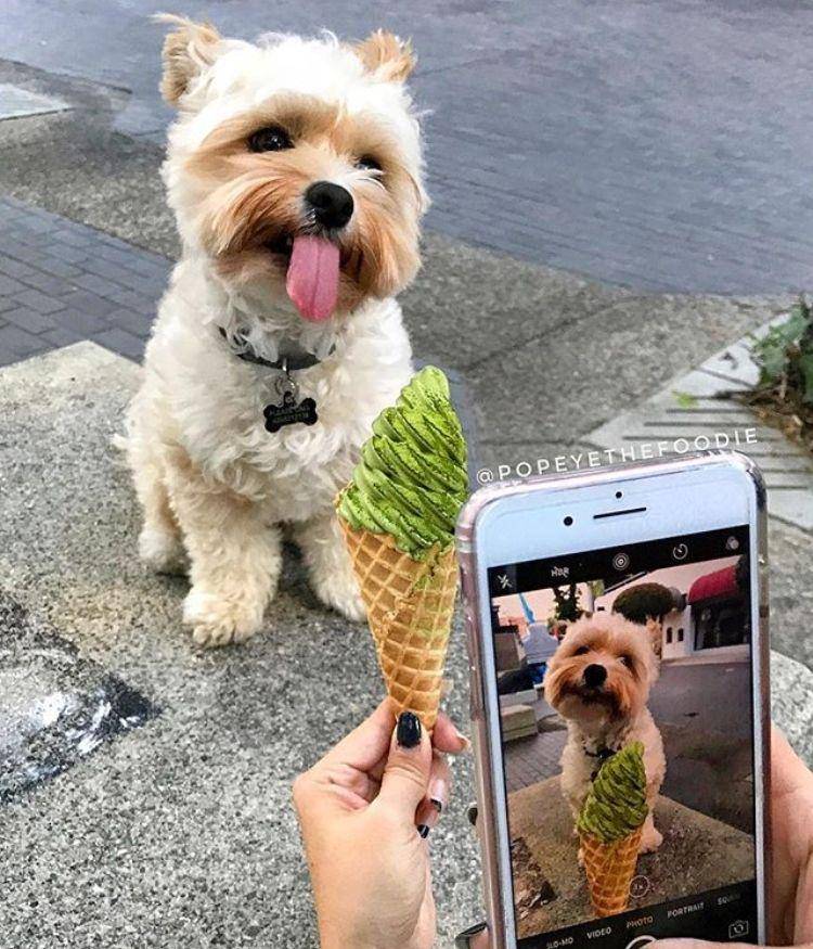 Instagram.com/popeyethefoodie