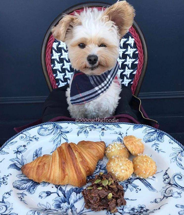 Instagram.com/popeyethefoodie