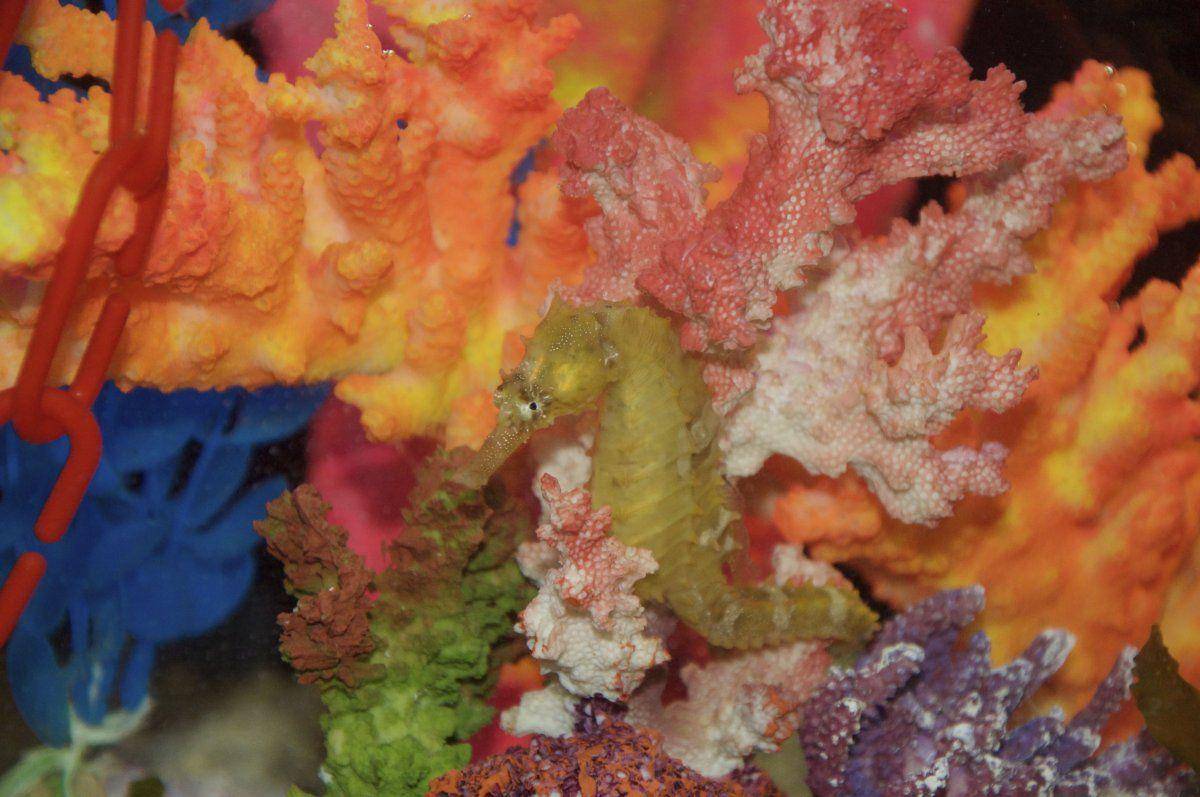 reef2reef.com