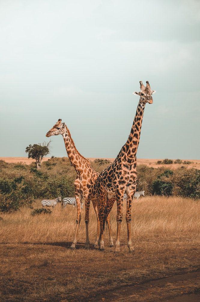 unsplash.com/Harshil Gudka
