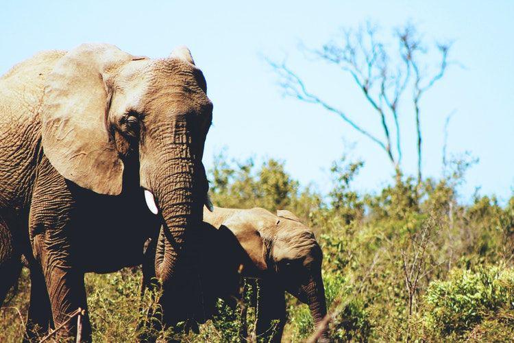 [PUISI] Gajah yang Mati