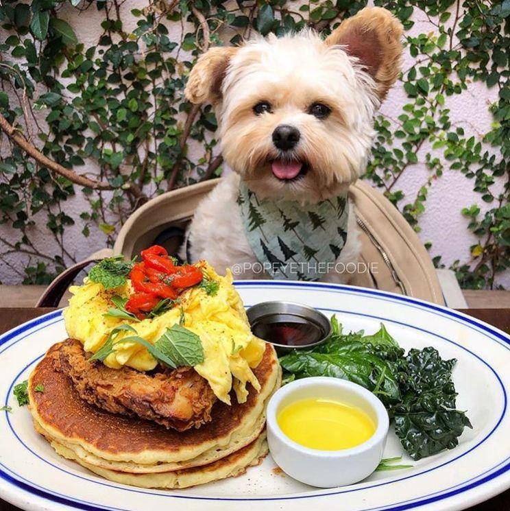 Instagram.com/popeyethefoodie