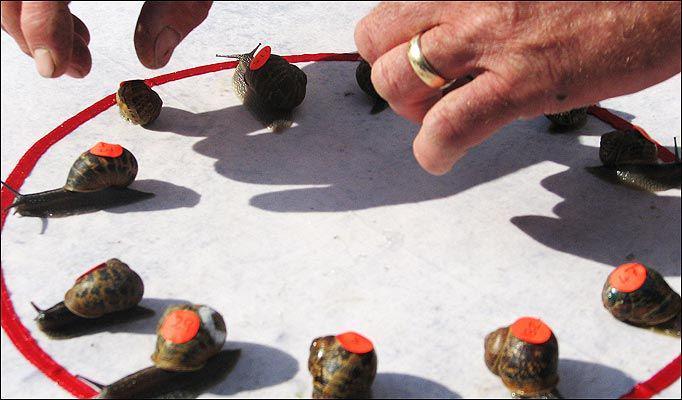 Unik! Ternyata Ada Kompetisi Balap Lari Siput di Inggris