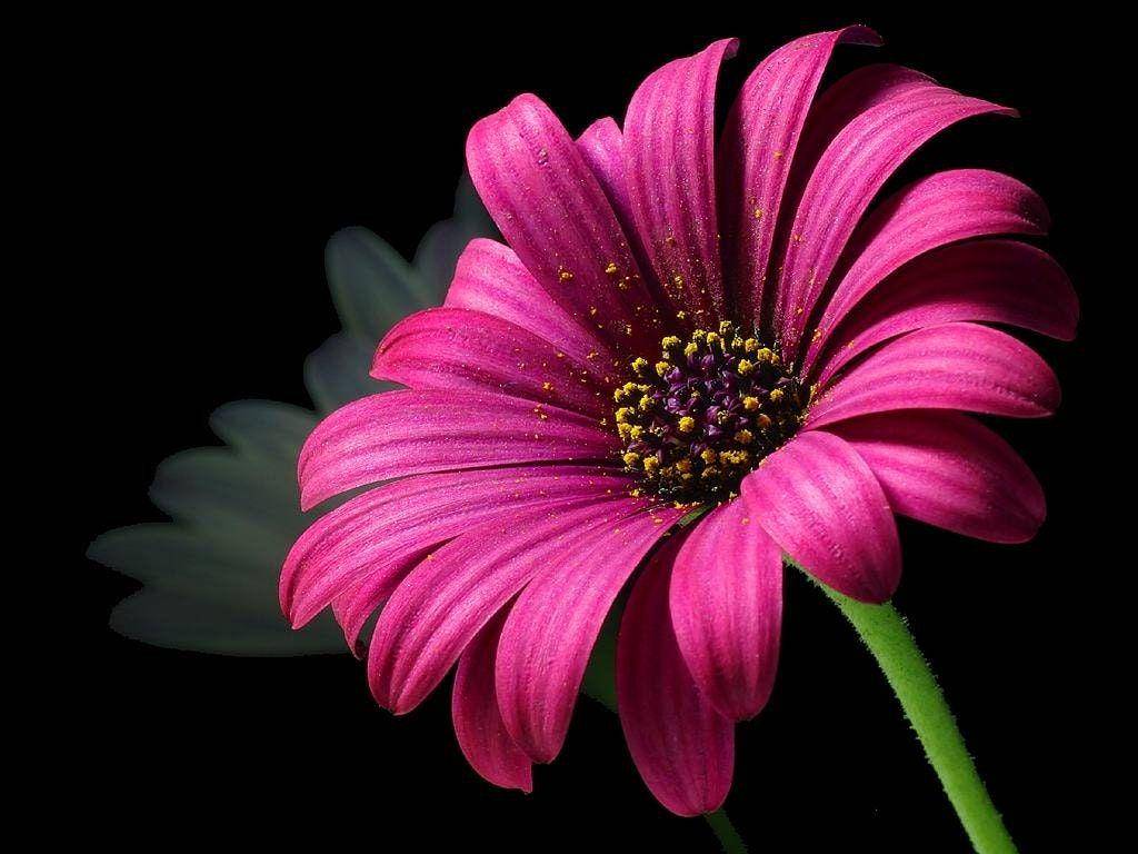 pixabay.com
