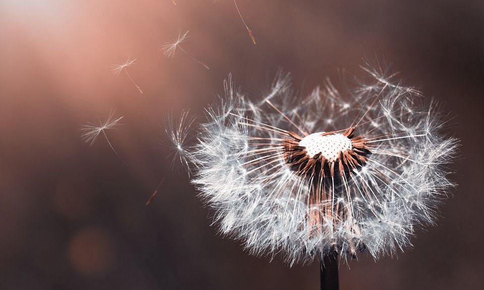 Di Balik Keindahannya, Ini 4 Makna Bunga Dandelion yang Menyentuh Hati