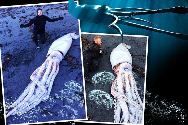 Facebook Ocean Hunter via dailystar.co.uk
