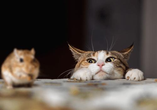 Desa di Selandia Baru Ini Berencana Larang Penduduknya Pelihara Kucing