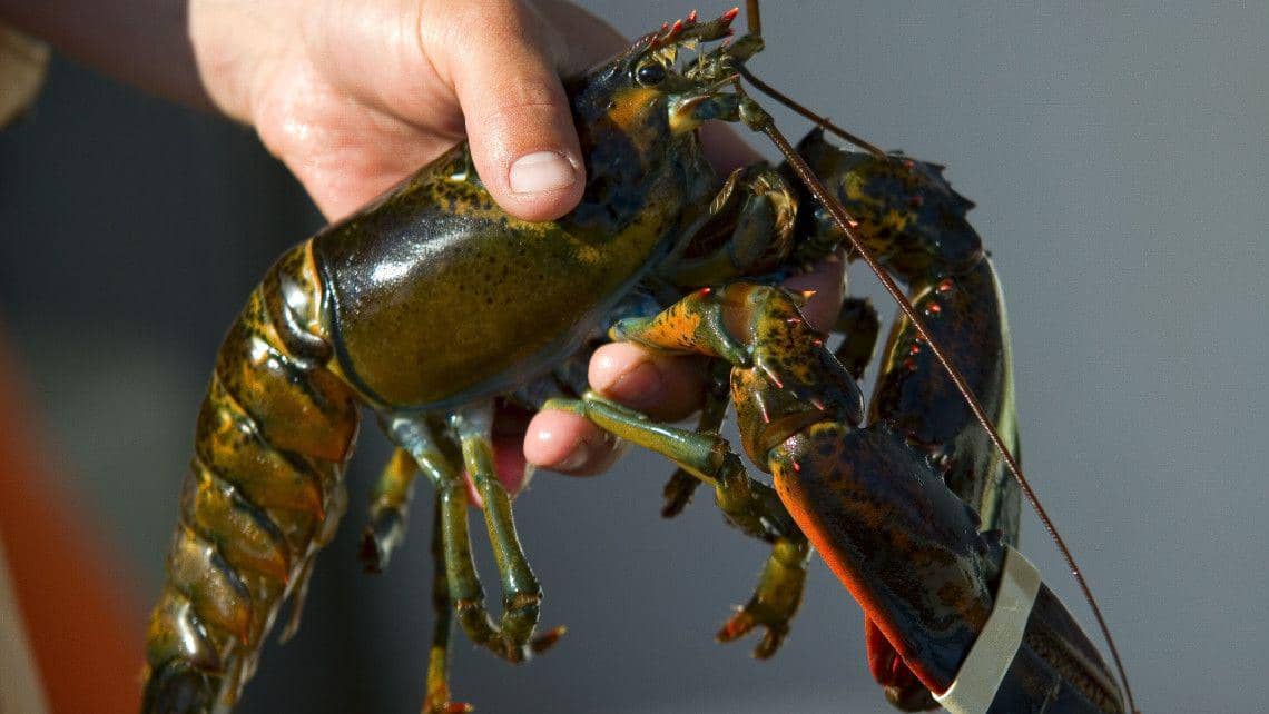 lobsterfrommaine.com