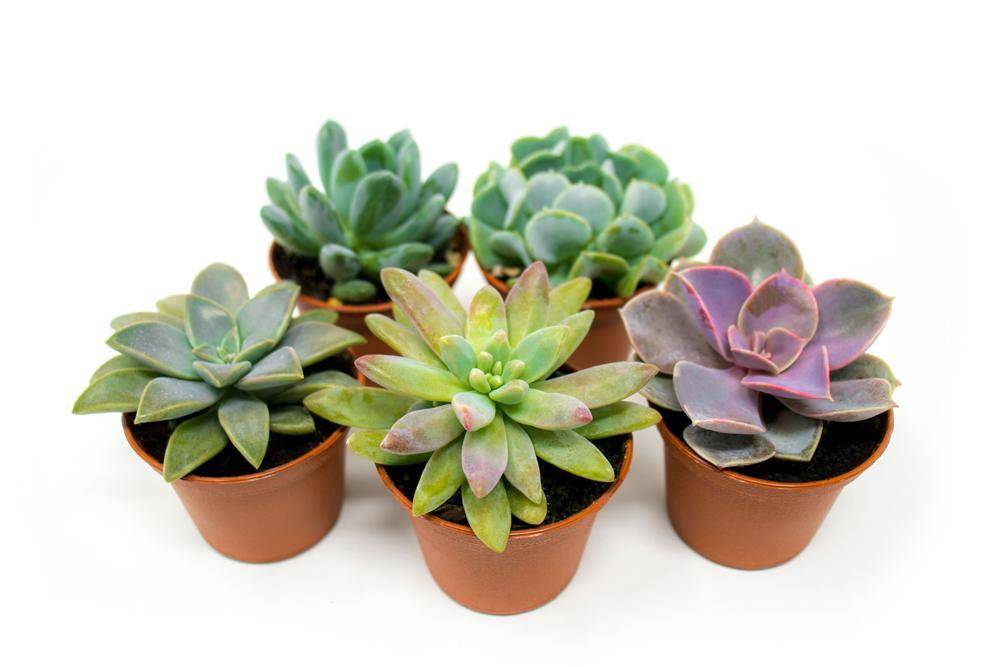 plantsforpets.com