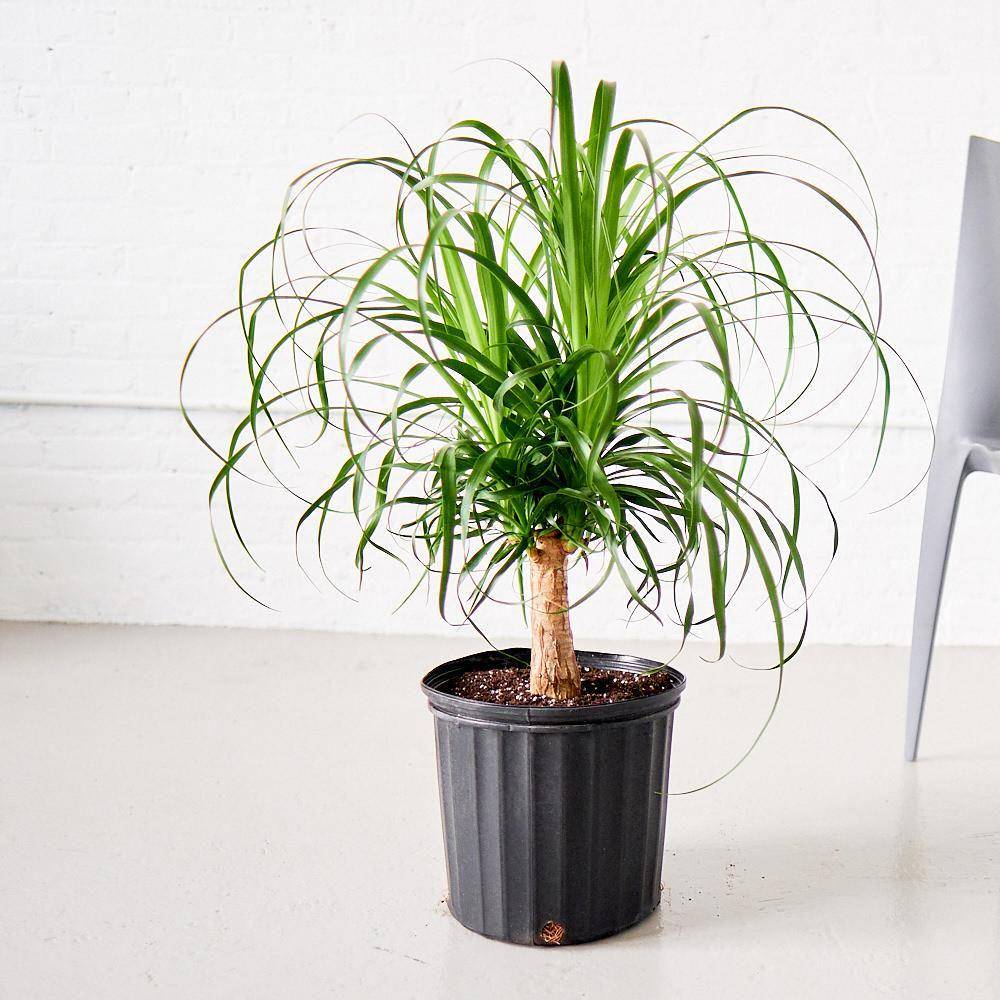 mycityplants.com