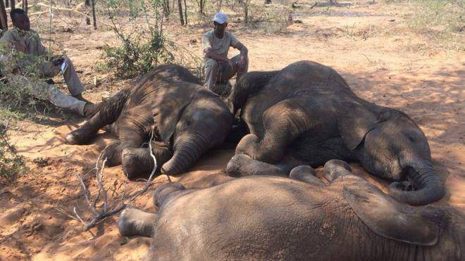 elephant with out borders via bbc