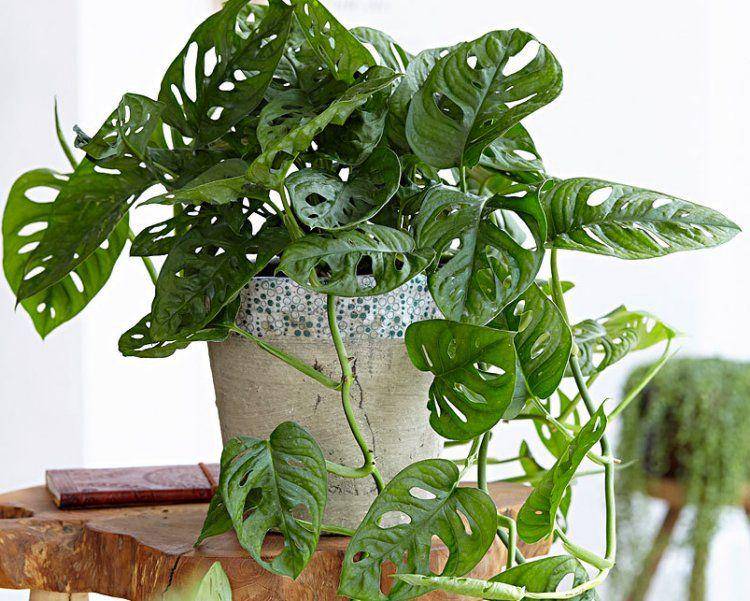 plantplezier.nl