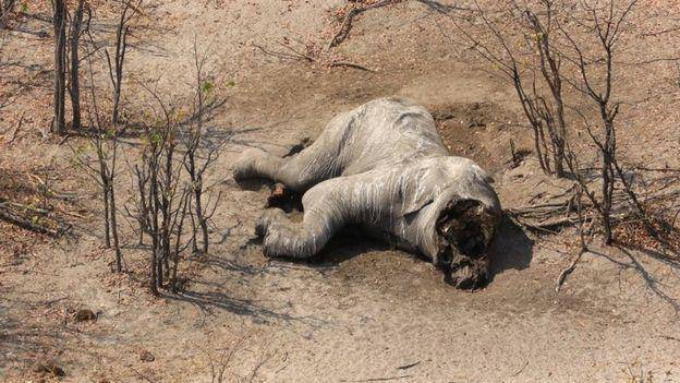 elephant wihout borders via bbc