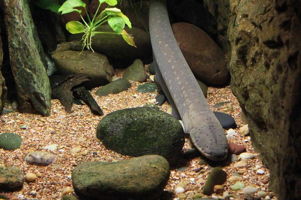 Pixabay.com/k10legs