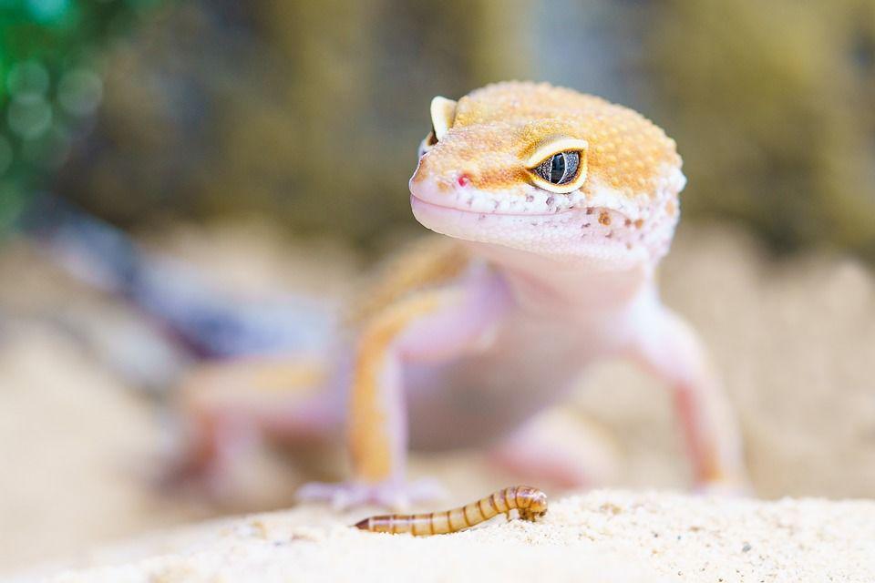 Pixabay.com/torstensimon