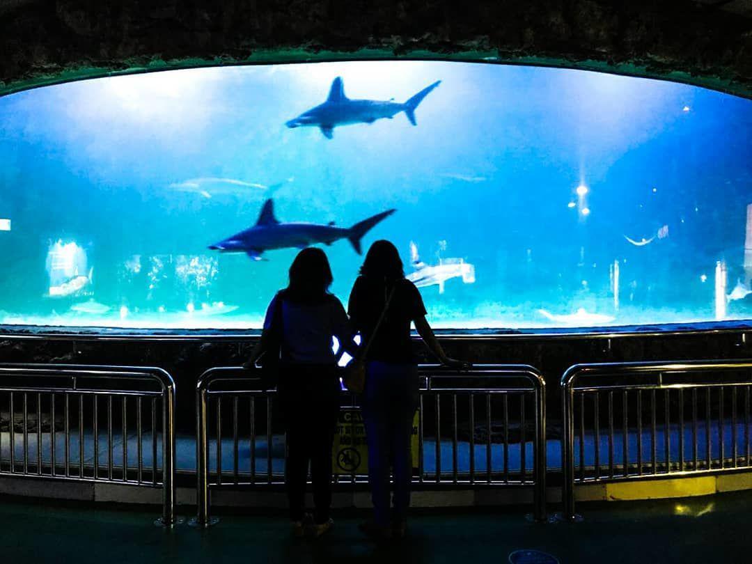 Sea World Ancol (instagram.com/fen.ms)