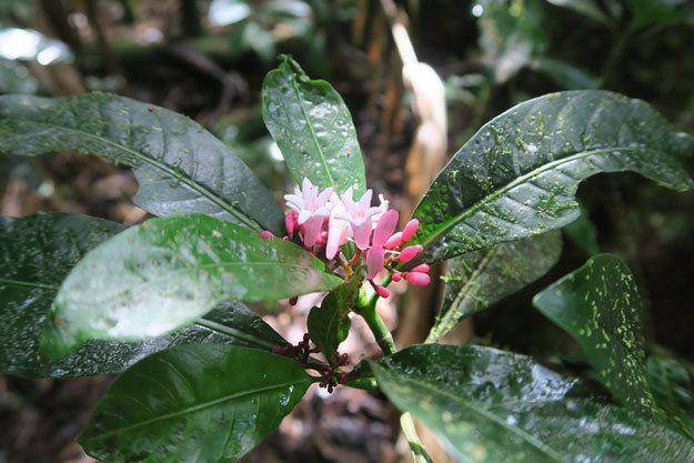 Psychotria gabriellae mengandung 4% nikel | researchgate.net