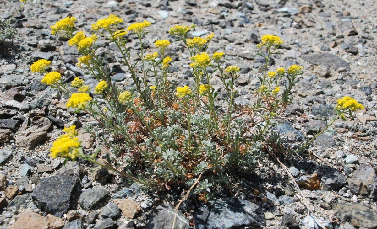 Alyssum cypriacum | scirp.org
