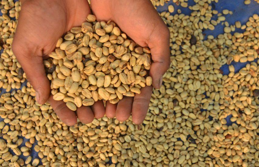 Hikayat Kejayaan Kopi Lebak, Bisakah Terulang?