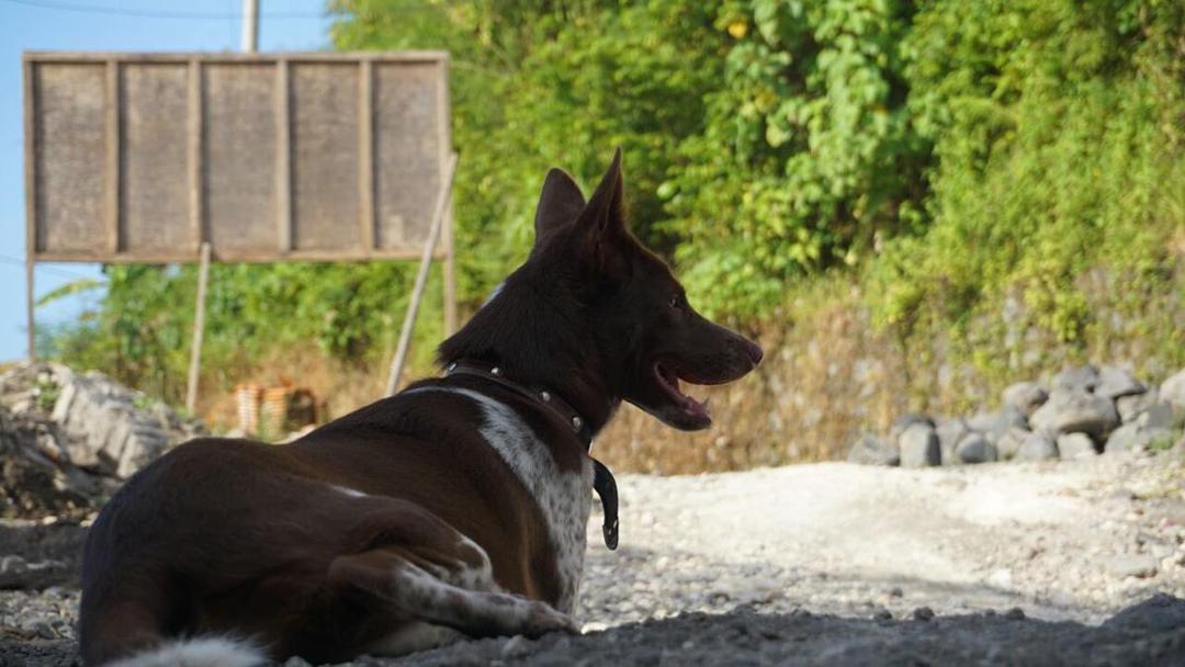 Kisah Inspiratif: Debby Handoko, Sang Penyelamat Anjing Liar