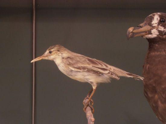birdforum.net