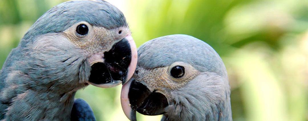 12 Jenis Burung Cantik Berikut Telah Dinyatakan Punah Dekade Ini