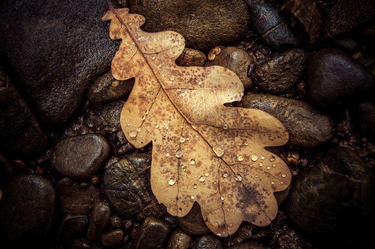 Unsplash/ Alexandru Zdrobău
