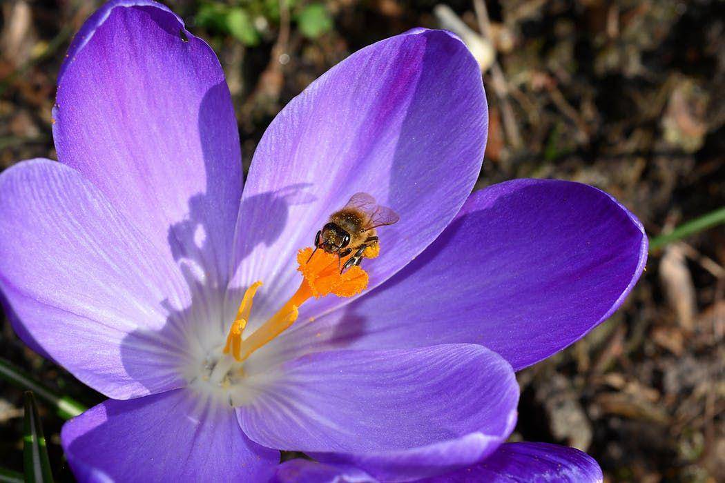 pexels/pixabay