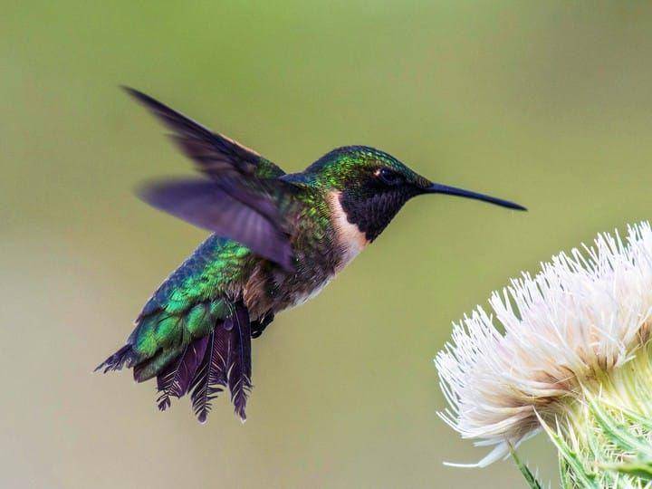 allaboutbirds.org