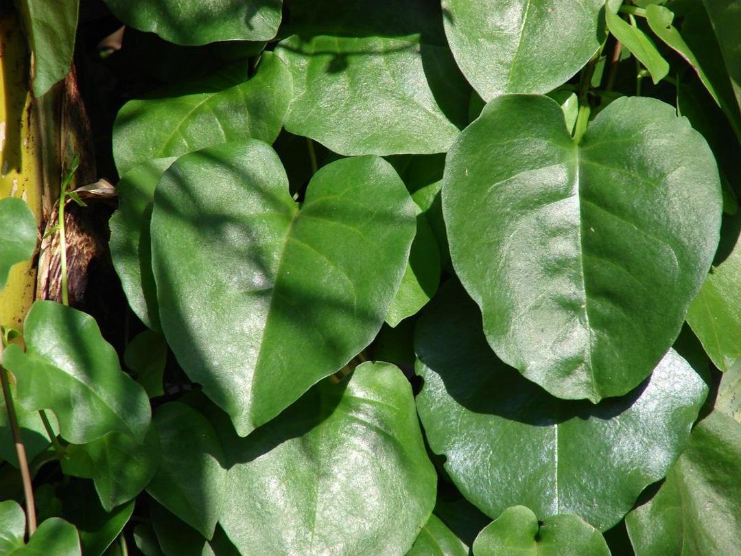 10 Manfaat Daun Binahong yang Luar Biasa untuk Kesehatan Tubuh