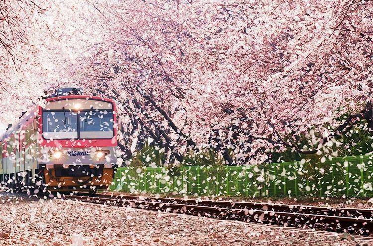 7 Waktu Terbaik untuk Melihat Bunga Sakura Mekar di Korea Selatan