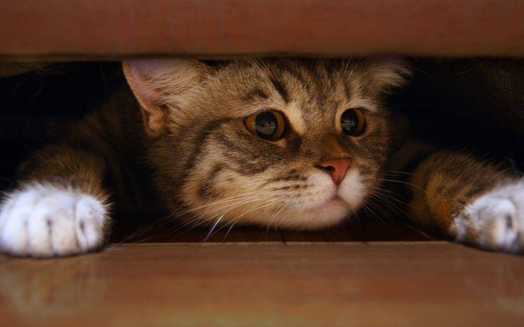 catboxzen.com