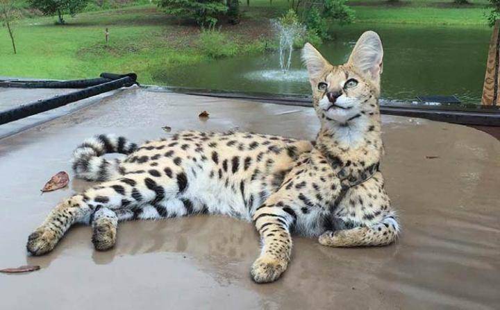 mtpleasant.pet