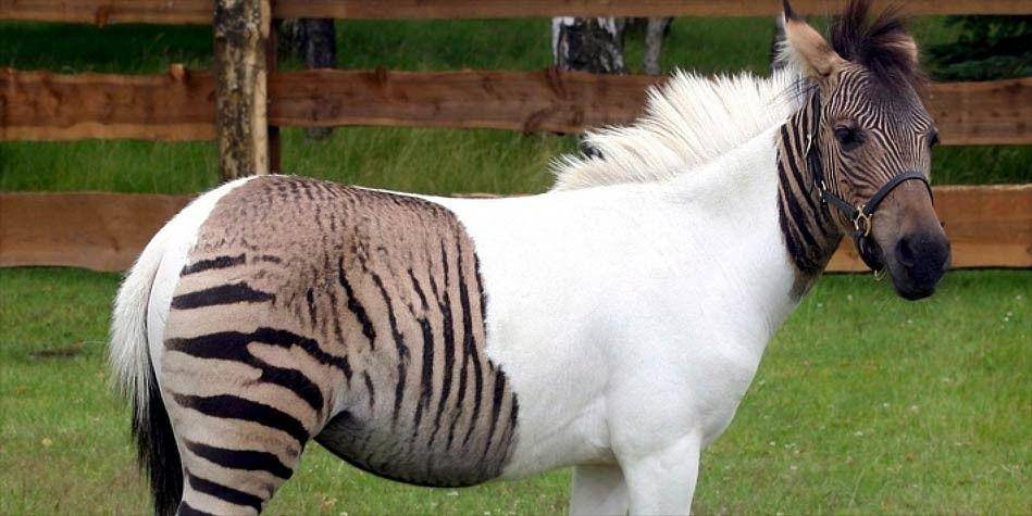 dinoanimals.com
