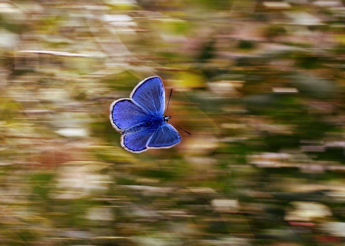 Pixabay