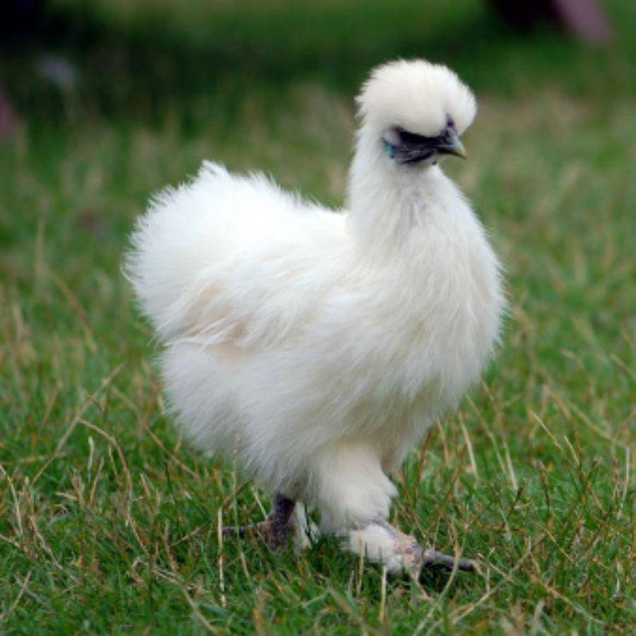 purelypoultry.com