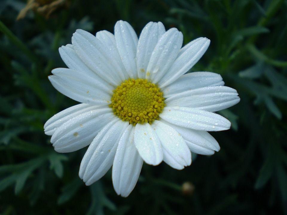 pixabay.com/skeeze-272447/