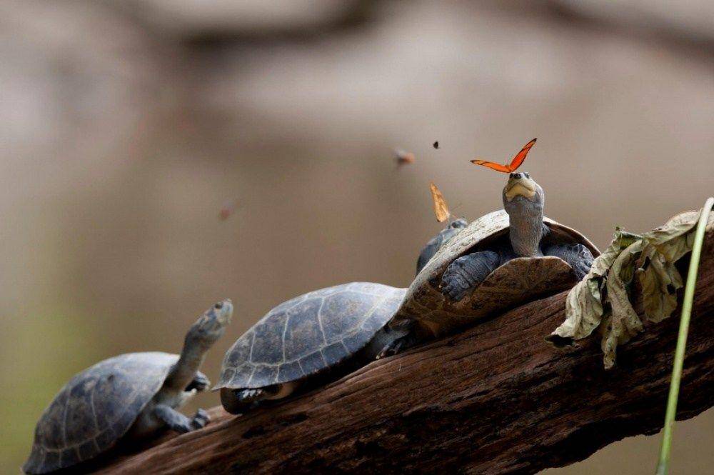 Twipz Biswas